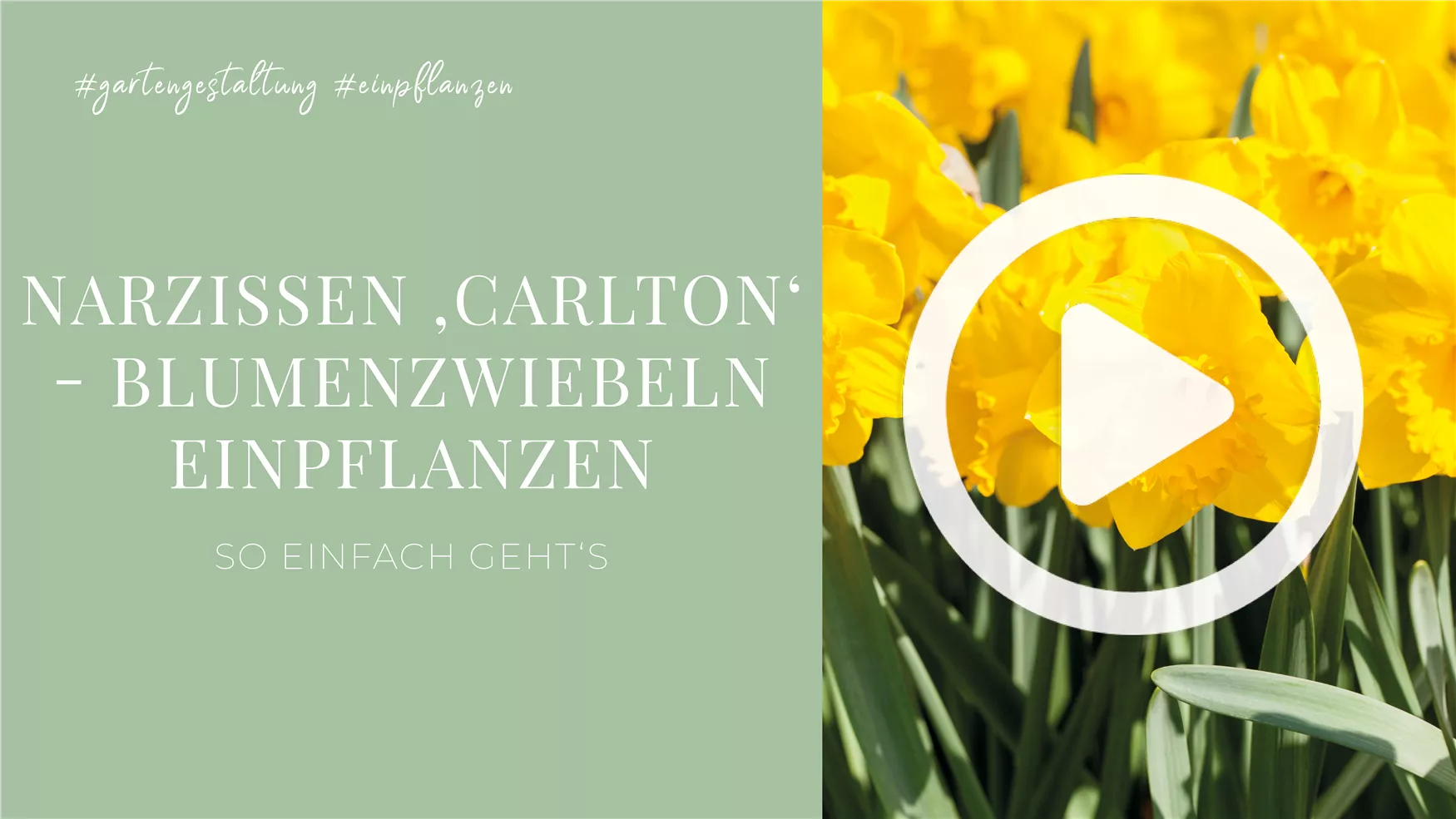 Narzissen 'Carlton' - Blumenzwiebeln einpflanzen