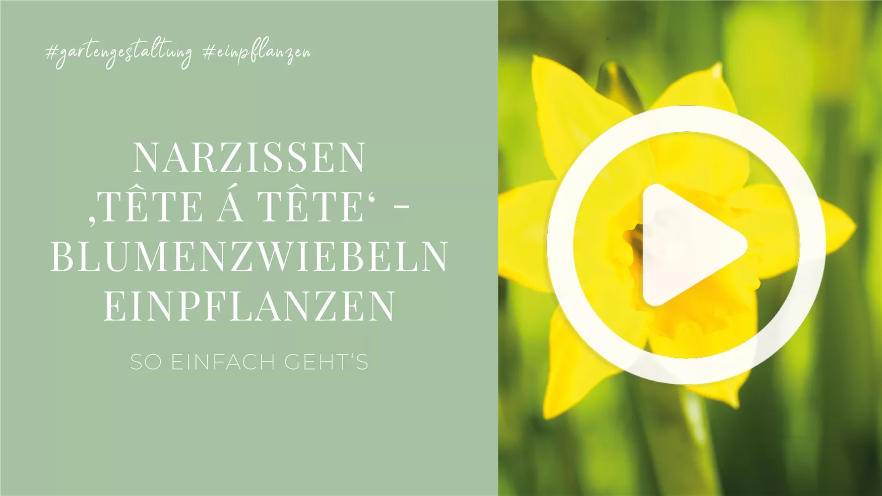 Narzissen 'Tête á tête' - Blumenzwiebeln einpflanzen