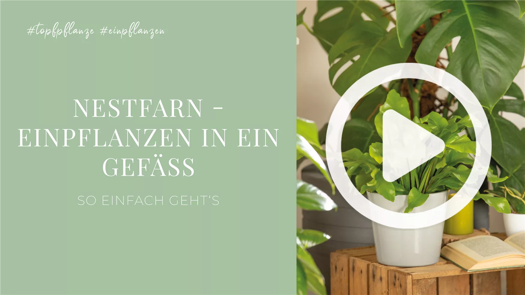 Nestfarn - Einpflanzen in ein Gefäß