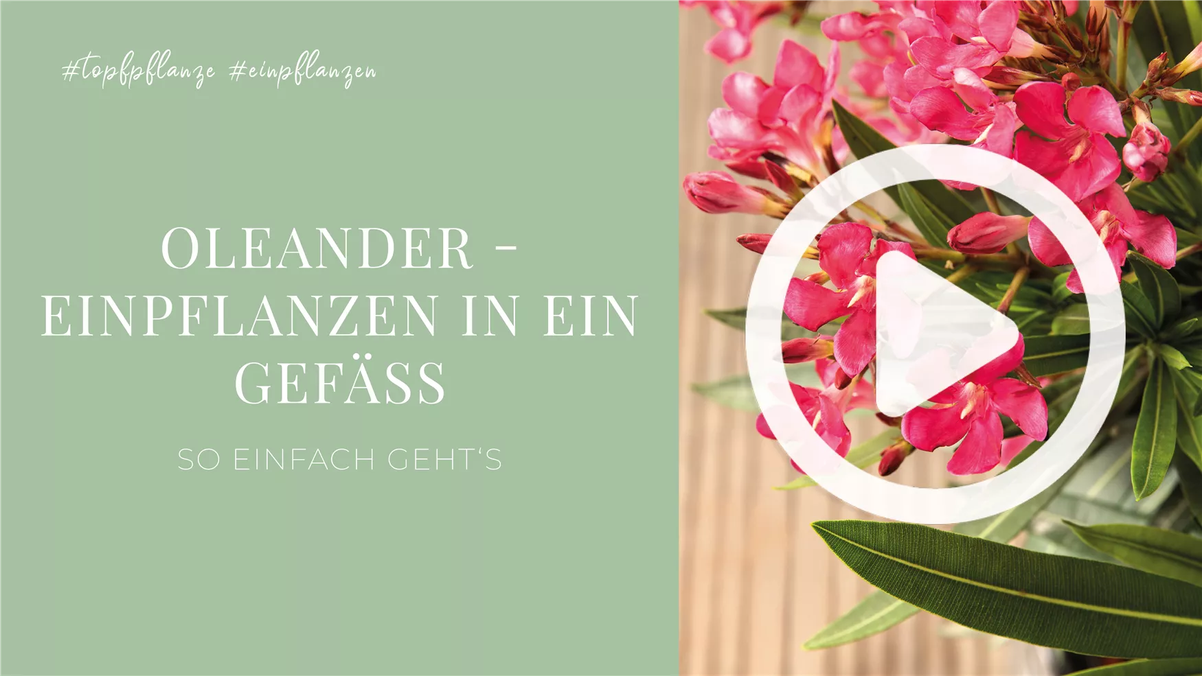 Oleander - Einpflanzen in ein Gefäß