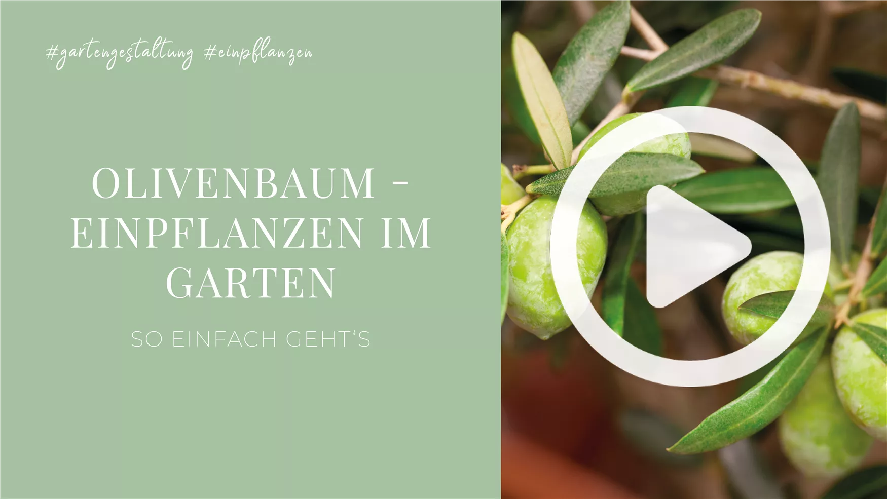 Olivenbaum - Einpflanzen im Garten