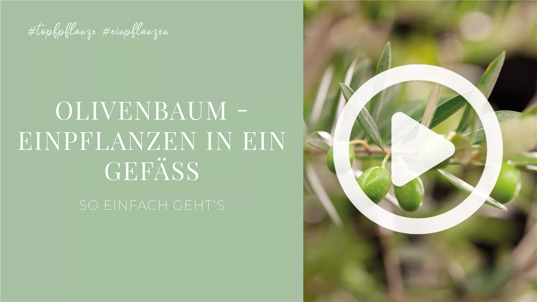 Olivenbaum - Einpflanzen in ein Gefäß