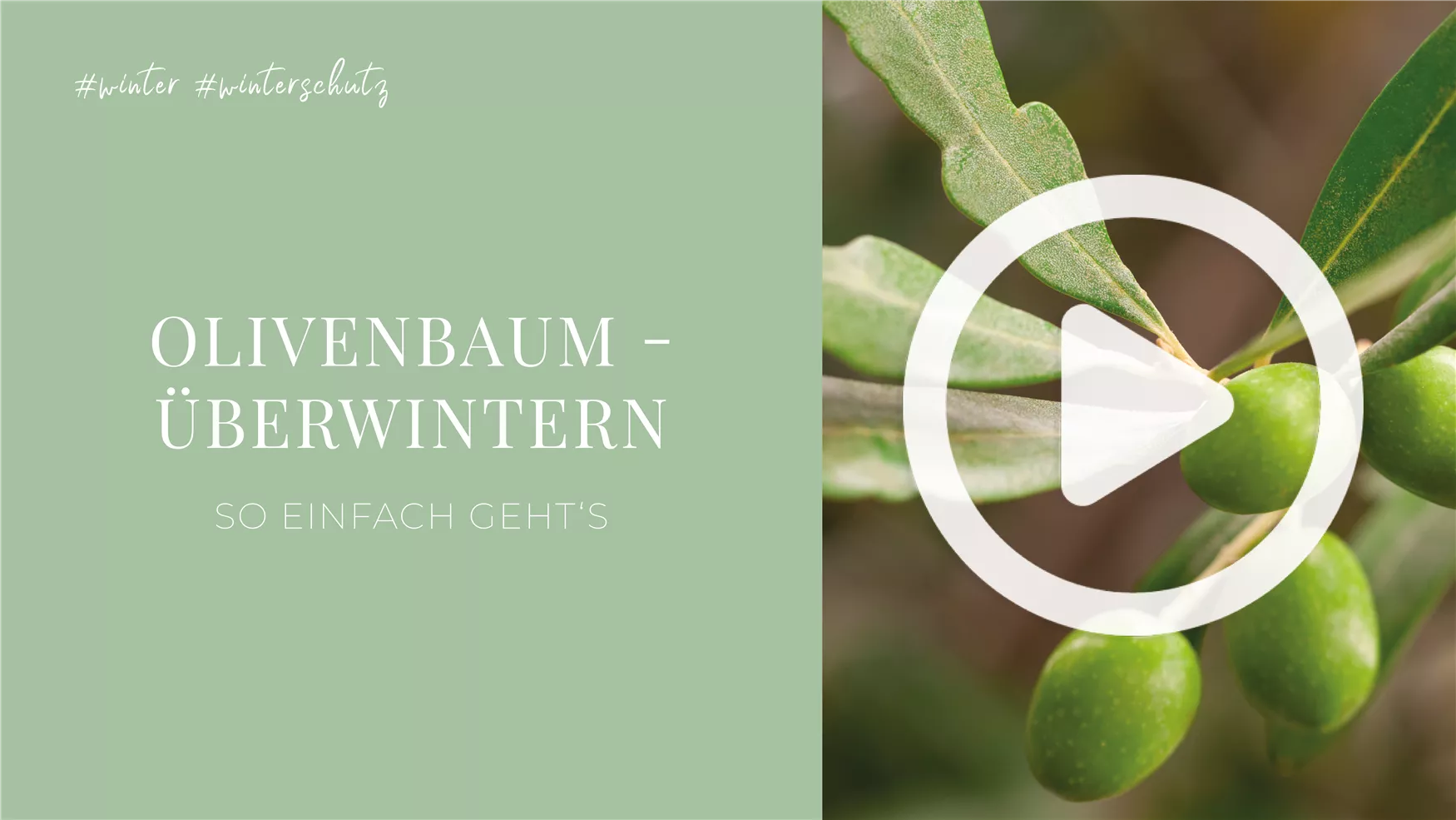 Olivenbaum - Überwintern