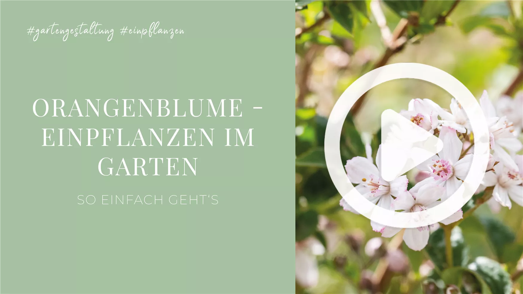 Orangenblume - Einpflanzen im Garten