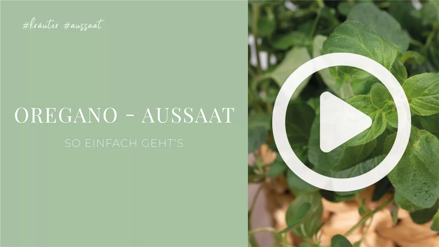 Oregano - Aussaat