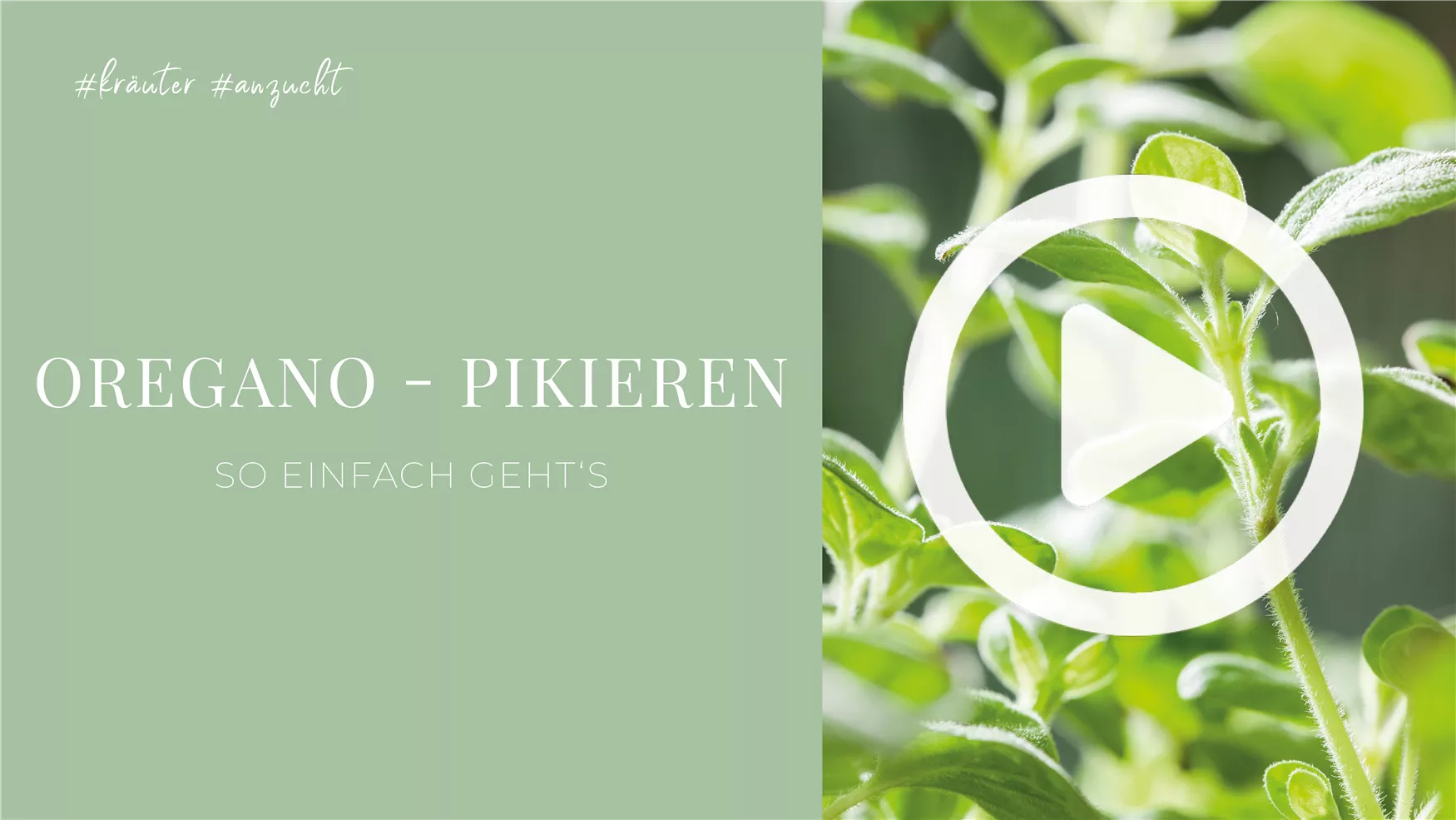 Oregano - Pikieren