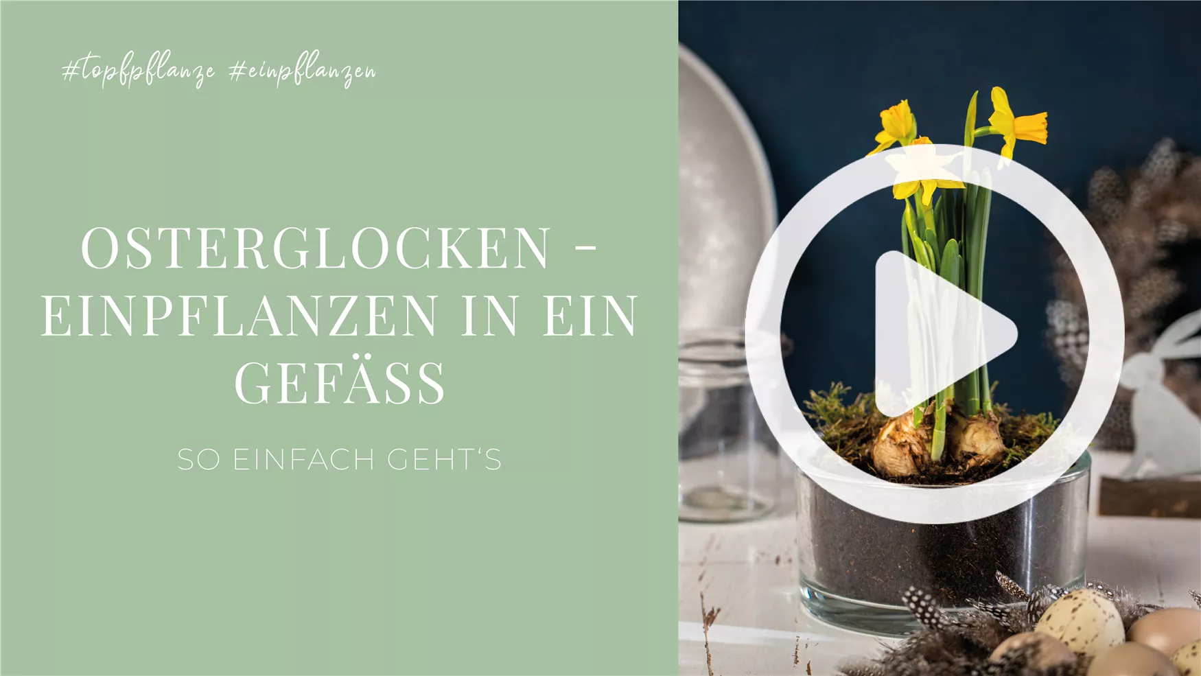 Osterglocken - Einpflanzen in ein Gefäß