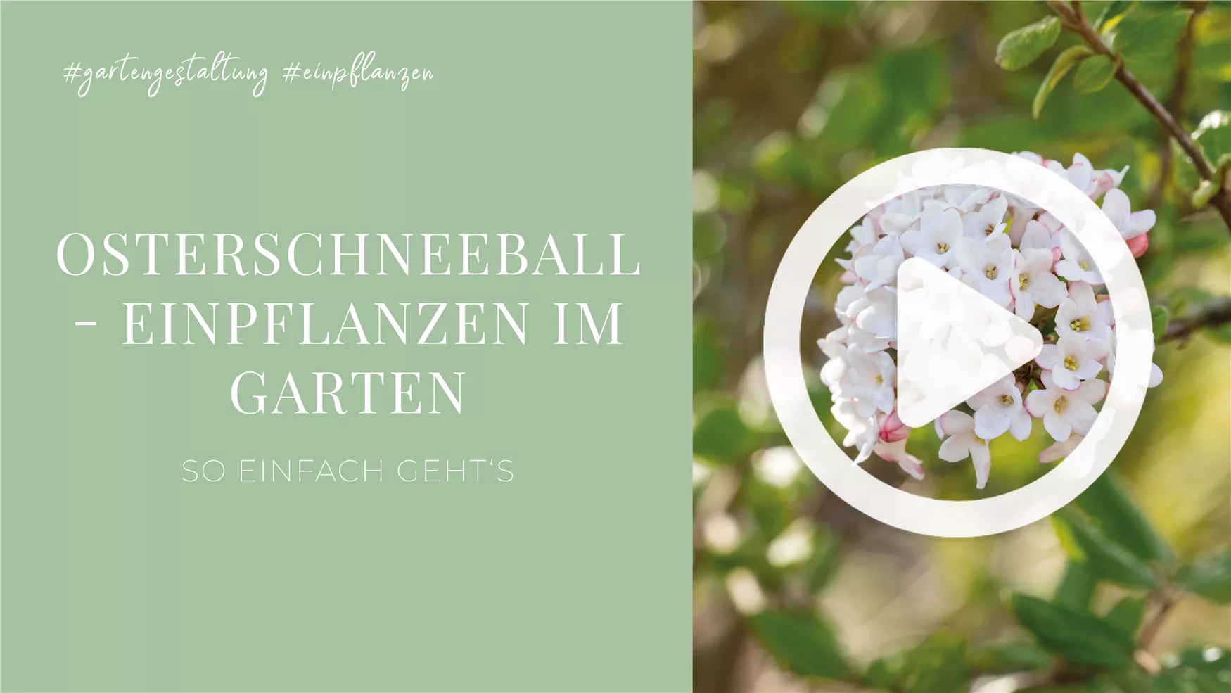 Osterschneeball - Einpflanzen im Garten