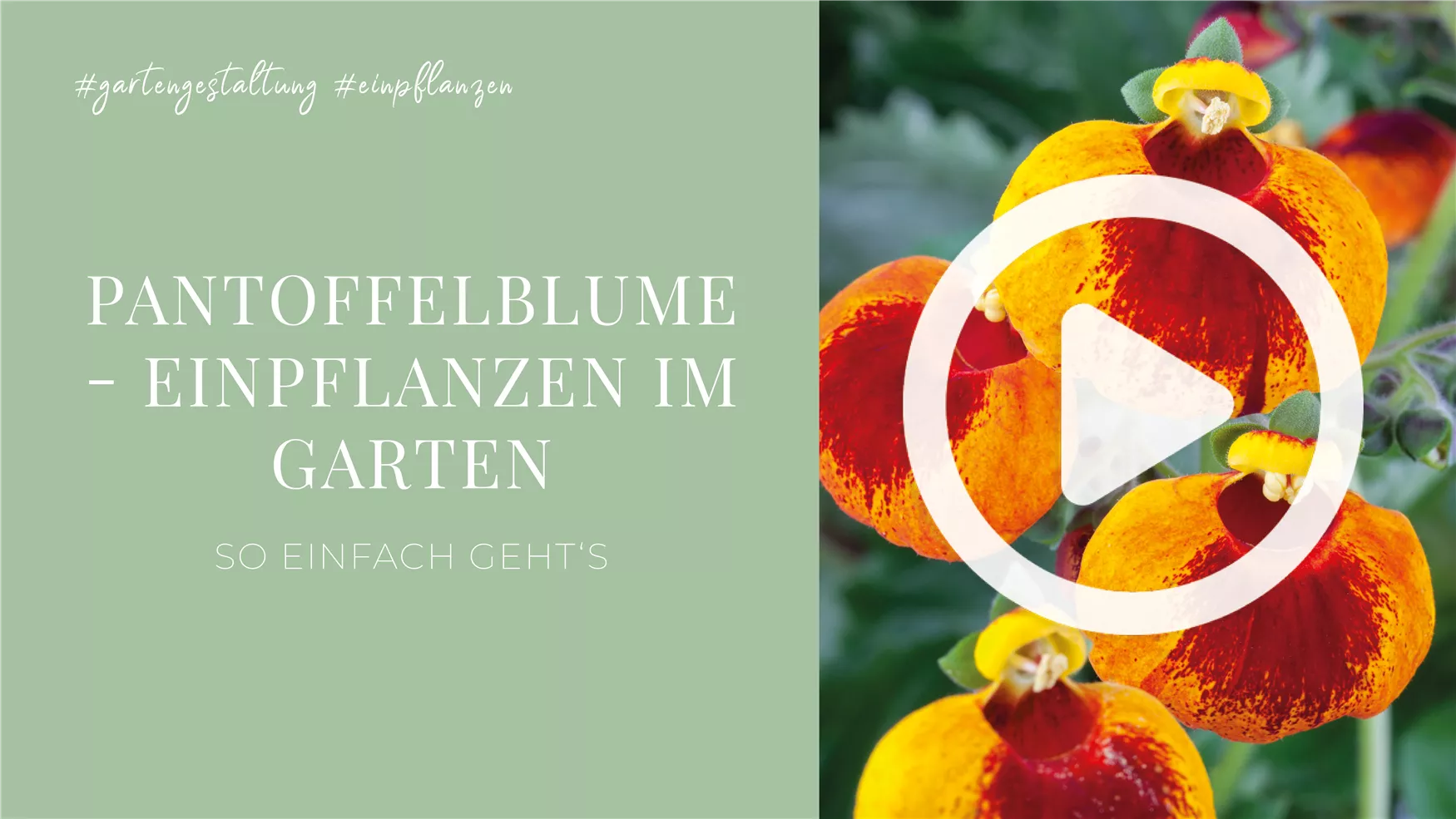 Pantoffelblume - Einpflanzen im Garten