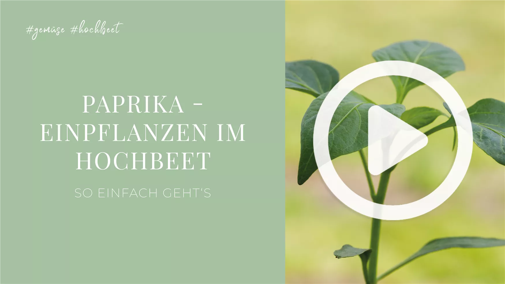 Paprika - Einpflanzen im Hochbeet