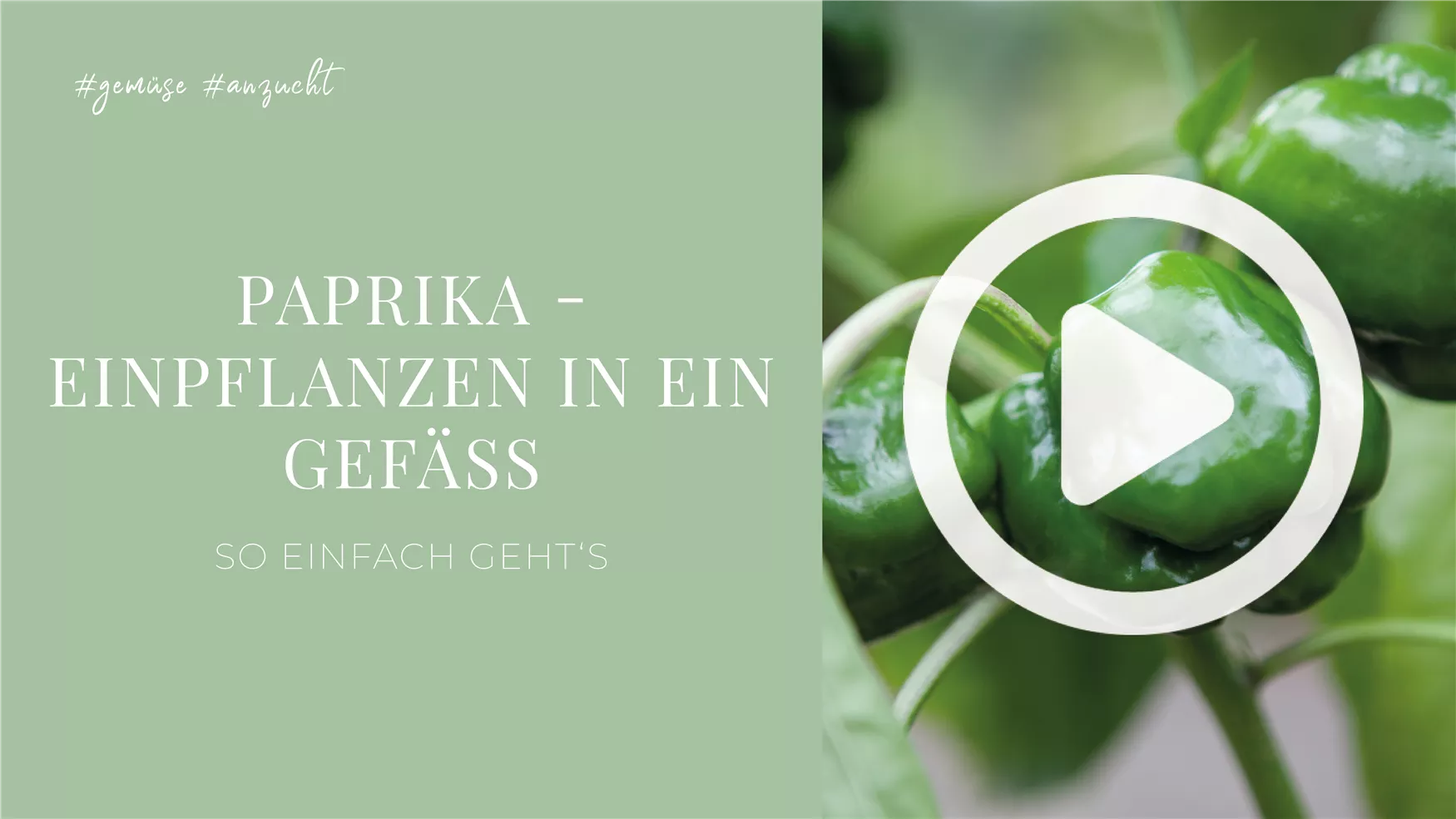 Paprika - Einpflanzen in ein Gefäß