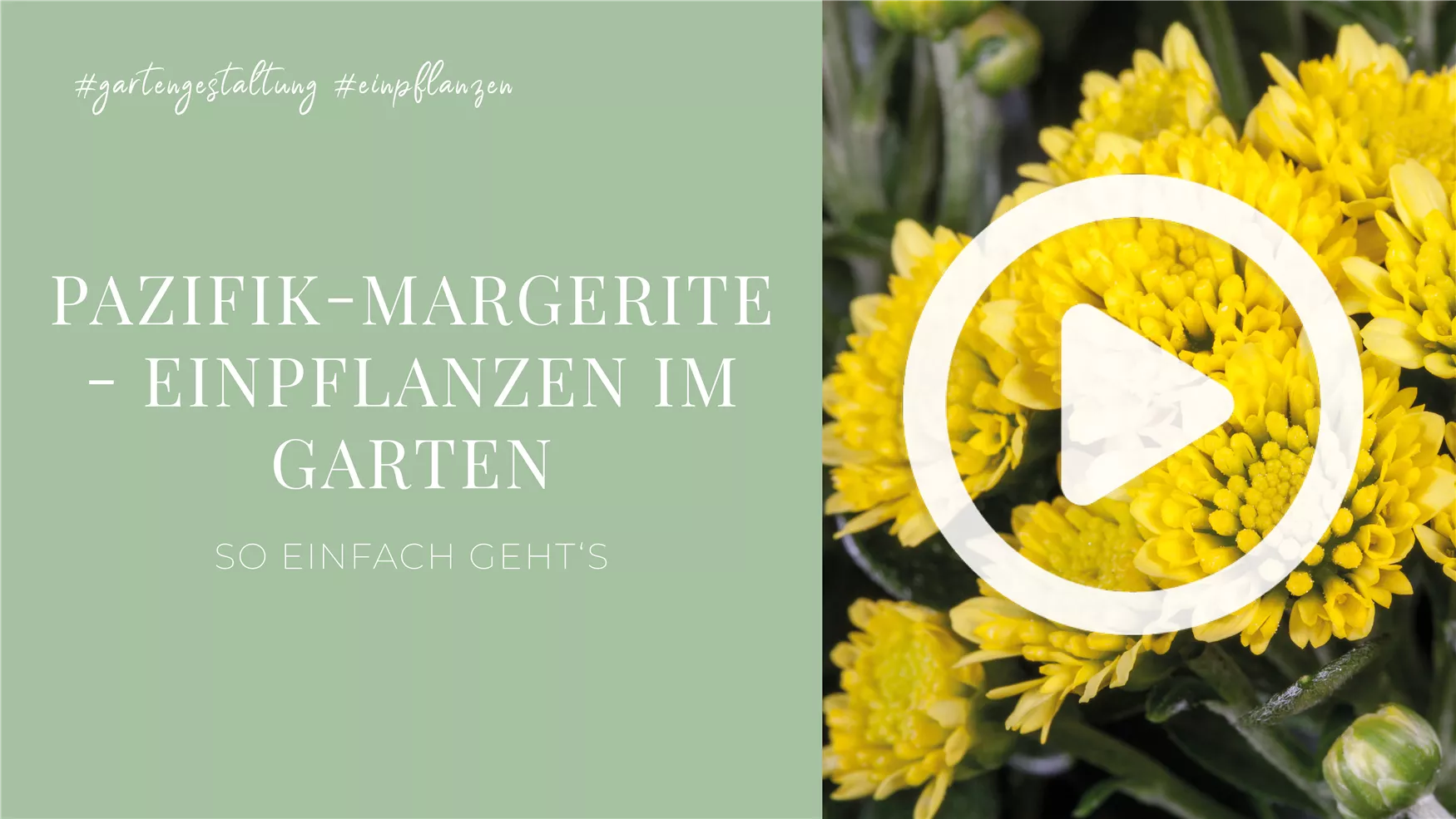 Pazifik-Margerite - Einpflanzen im Garten