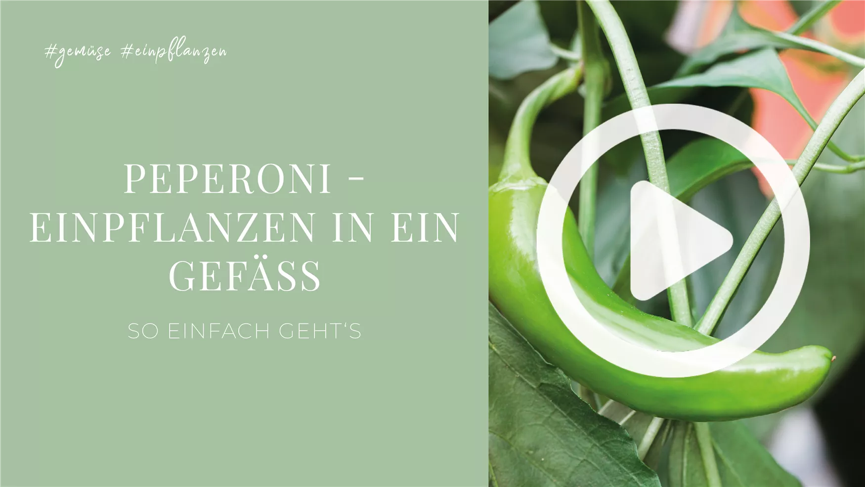 Peperoni - Einpflanzen in ein Gefäß