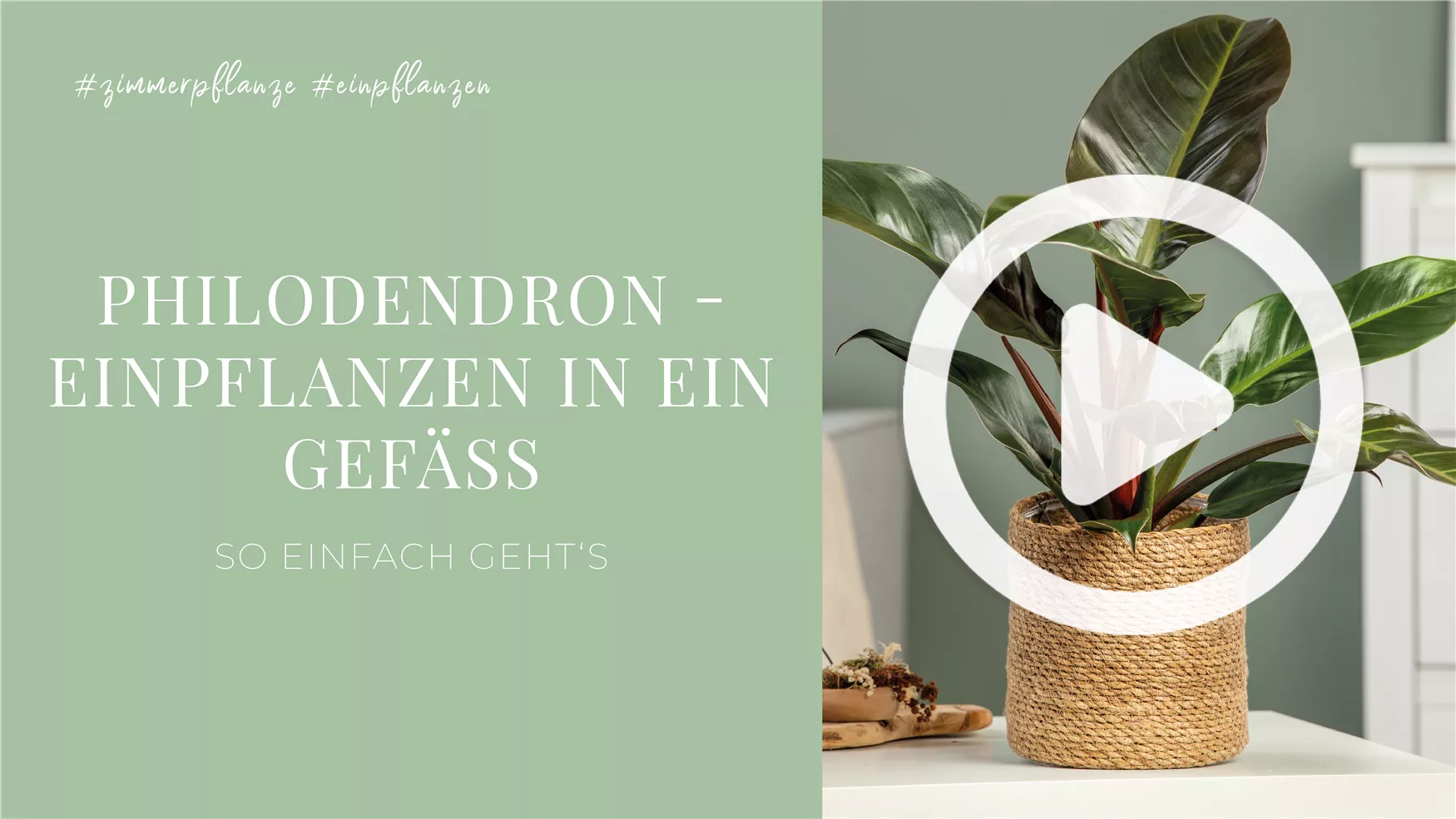 Philodendron - Einpflanzen in ein Gefäß