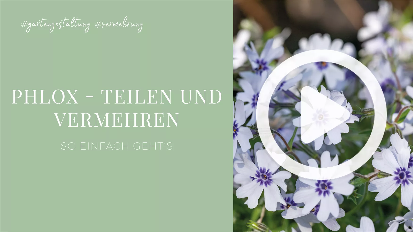 Phlox - Teilen und Vermehren