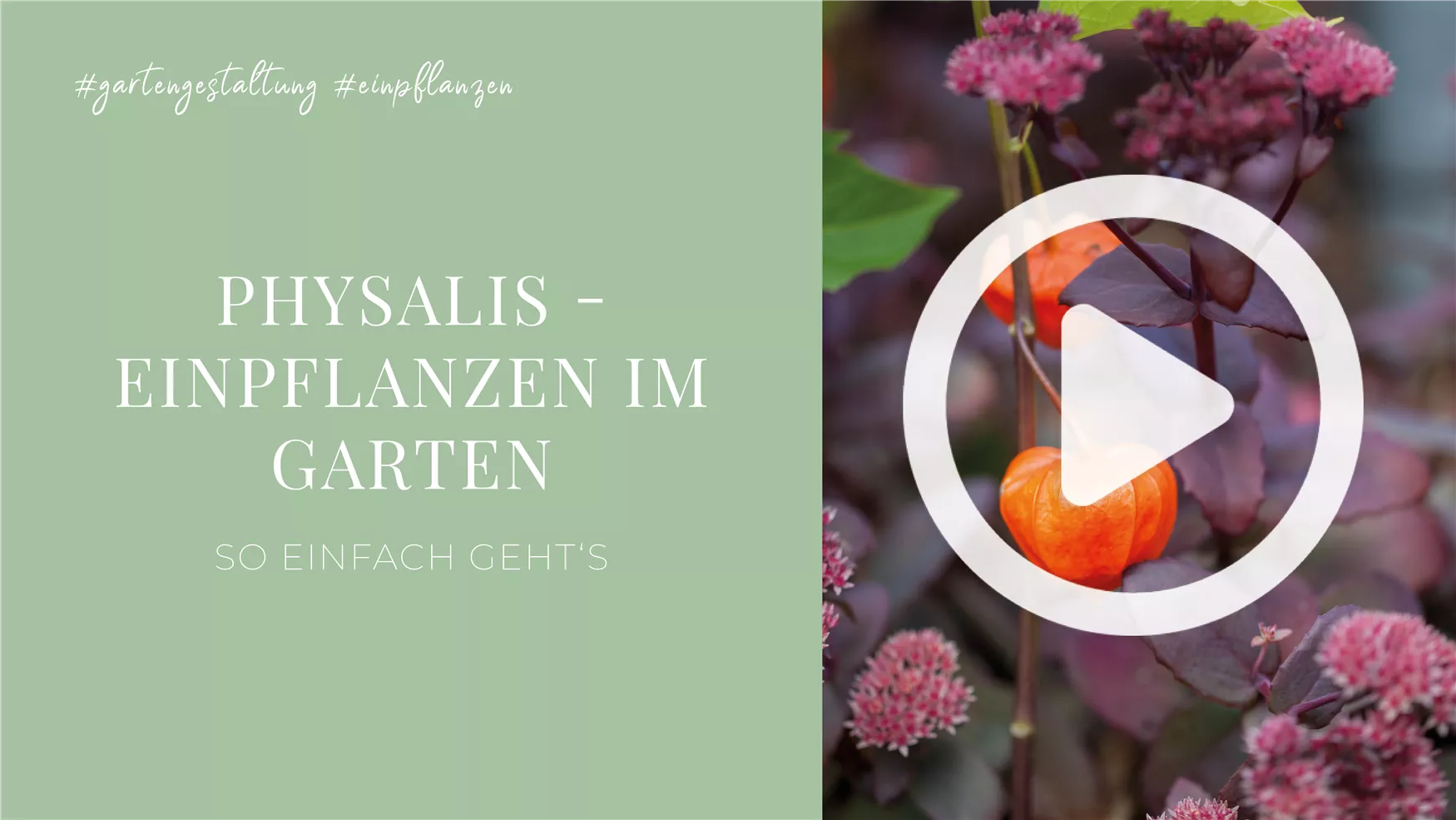 Physalis - Einpflanzen im Garten