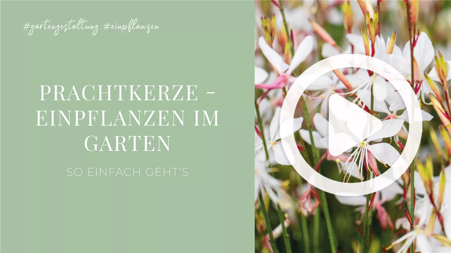 Prachtkerze - Einpflanzen im Garten