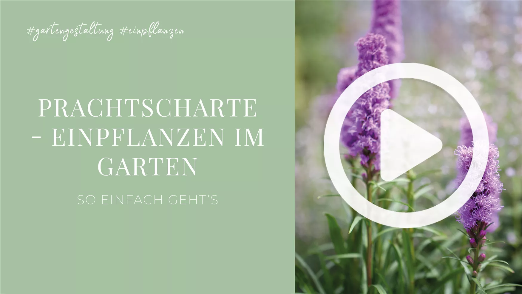 Prachtscharte - Einpflanzen im Garten