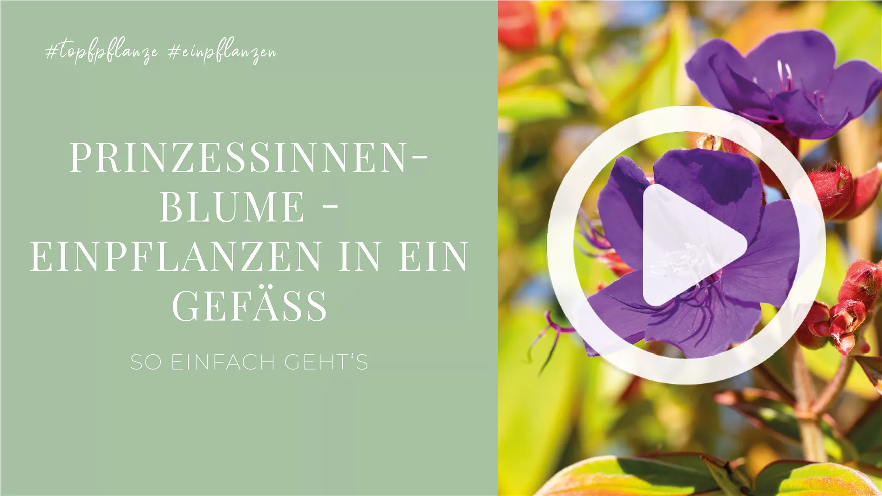 Prinzessinnenblume - Einpflanzen in ein Gefäß