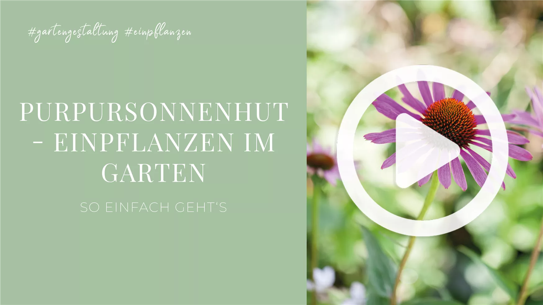 Purpursonnenhut - Einpflanzen im Garten