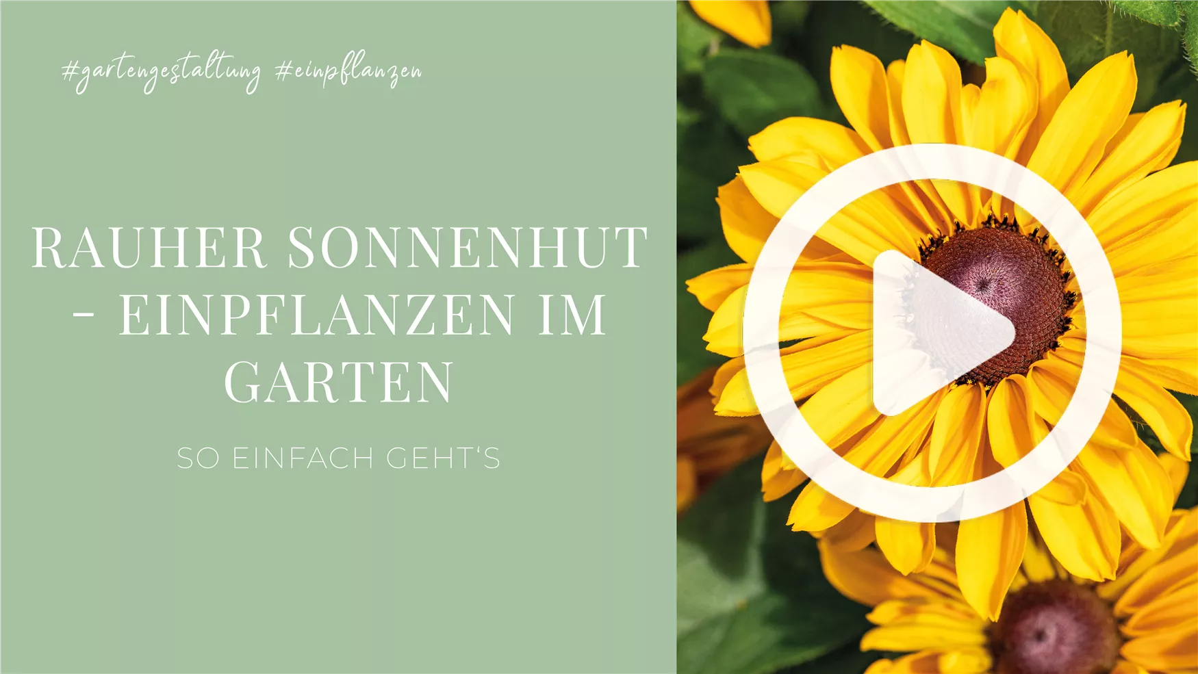 Rauher Sonnenhut - Einpflanzen im Garten