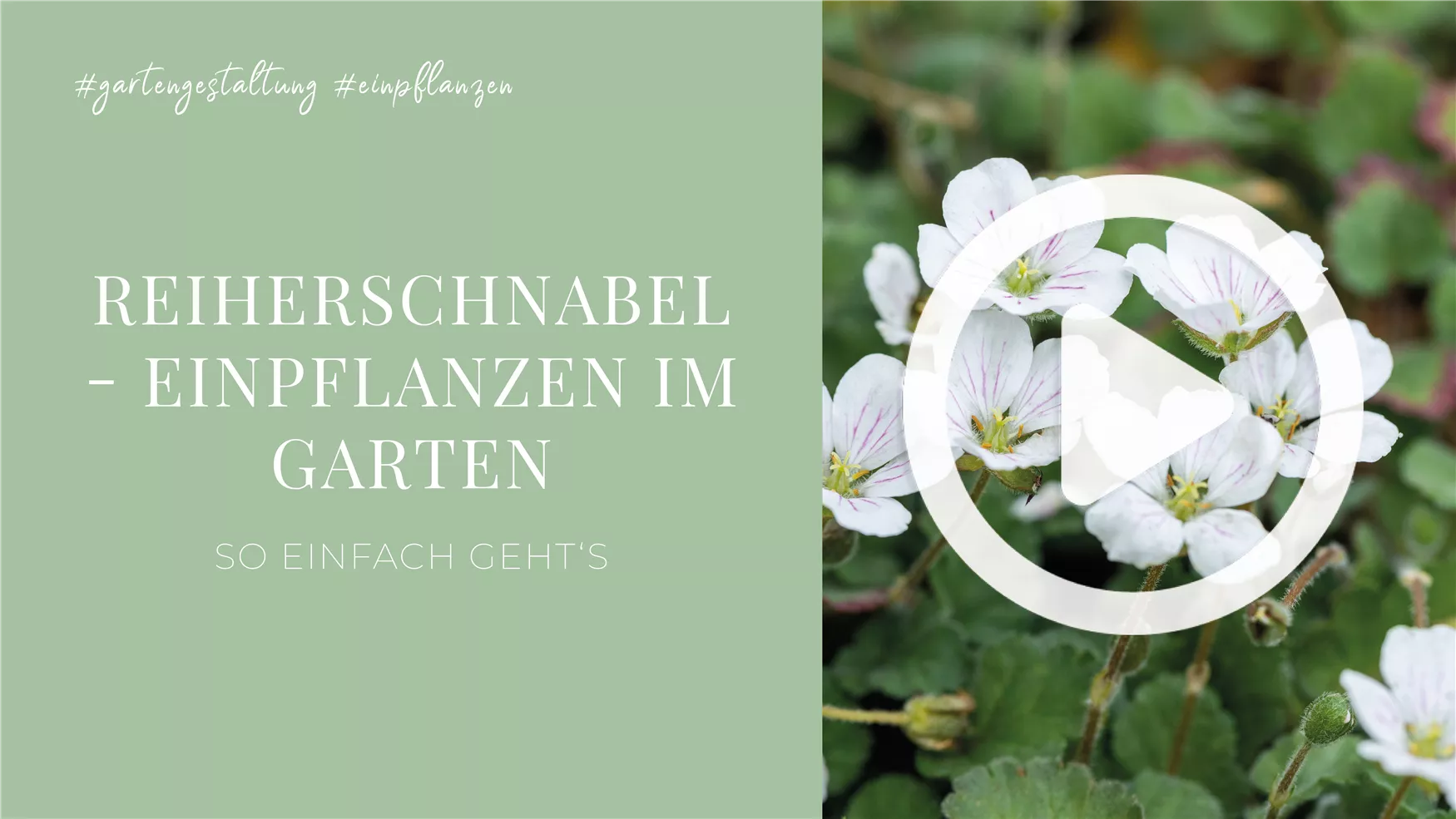 Reiherschnabel - Einpflanzen im Garten