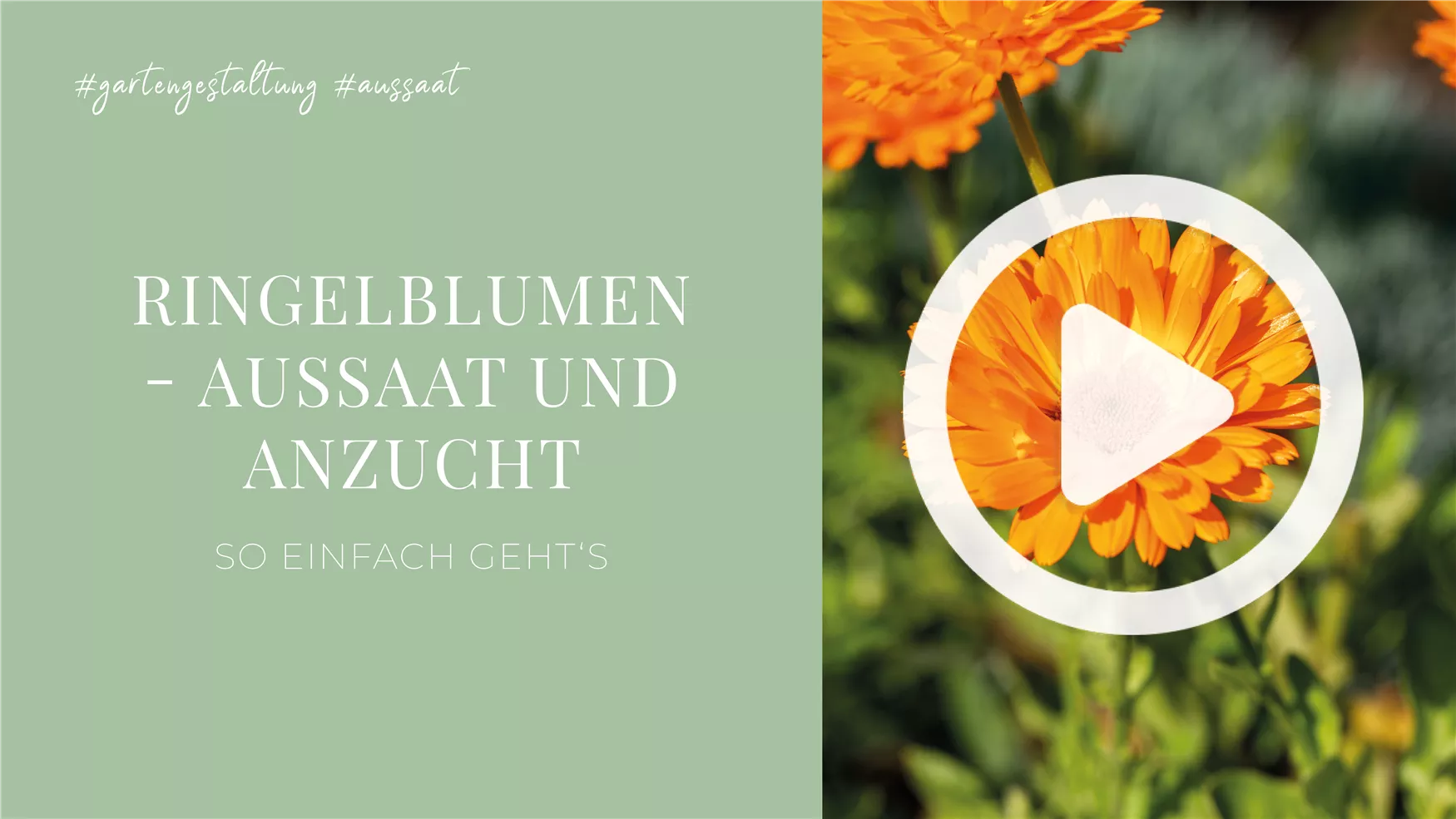 Ringelblumen - Aussaat und Anzucht