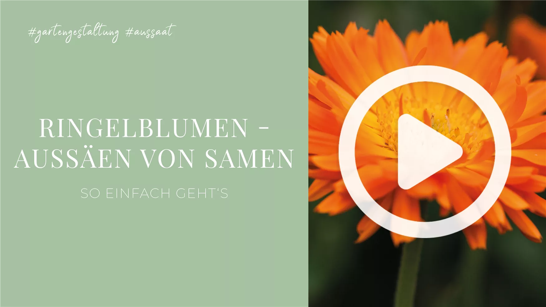 Ringelblumen - Aussäen von Samen