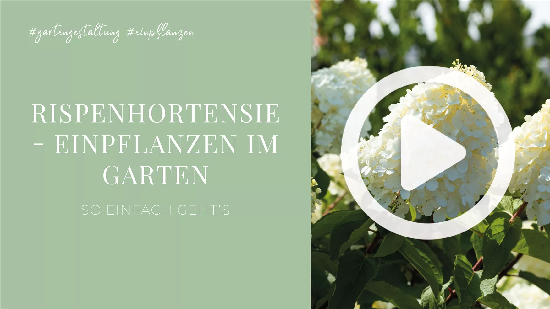 Rispenhortensie - Einpflanzen im Garten