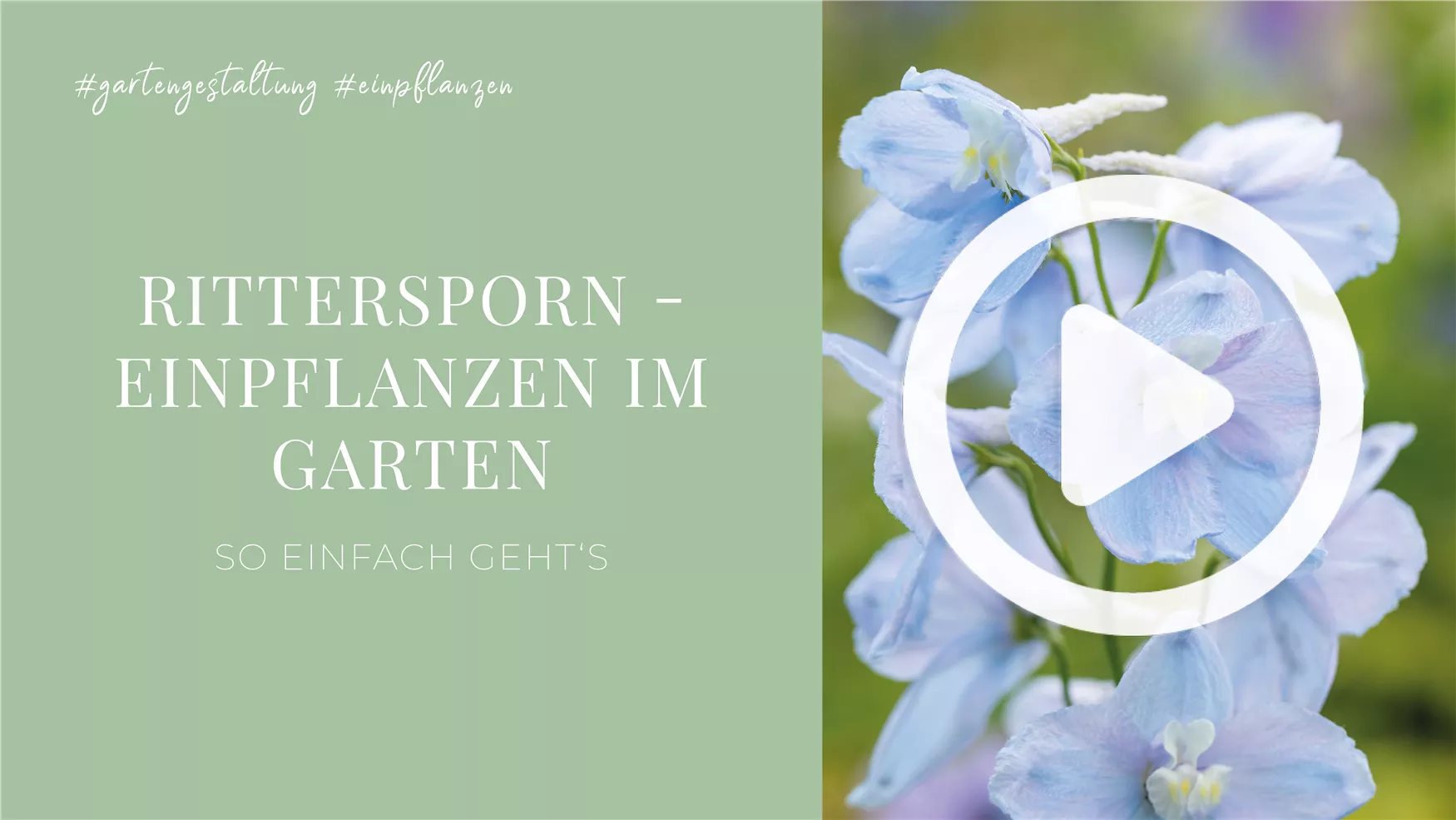 Rittersporn . Einpflanzen im Garten