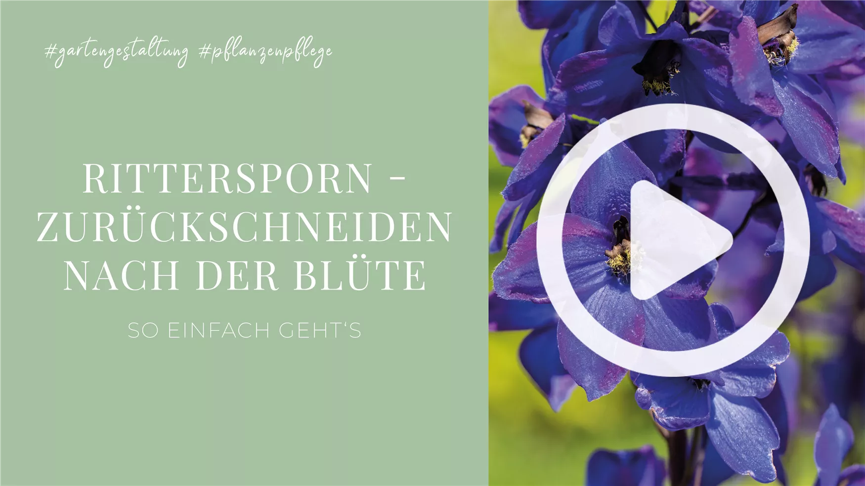 Rittersporn - Zurückschneiden nach der Blüte