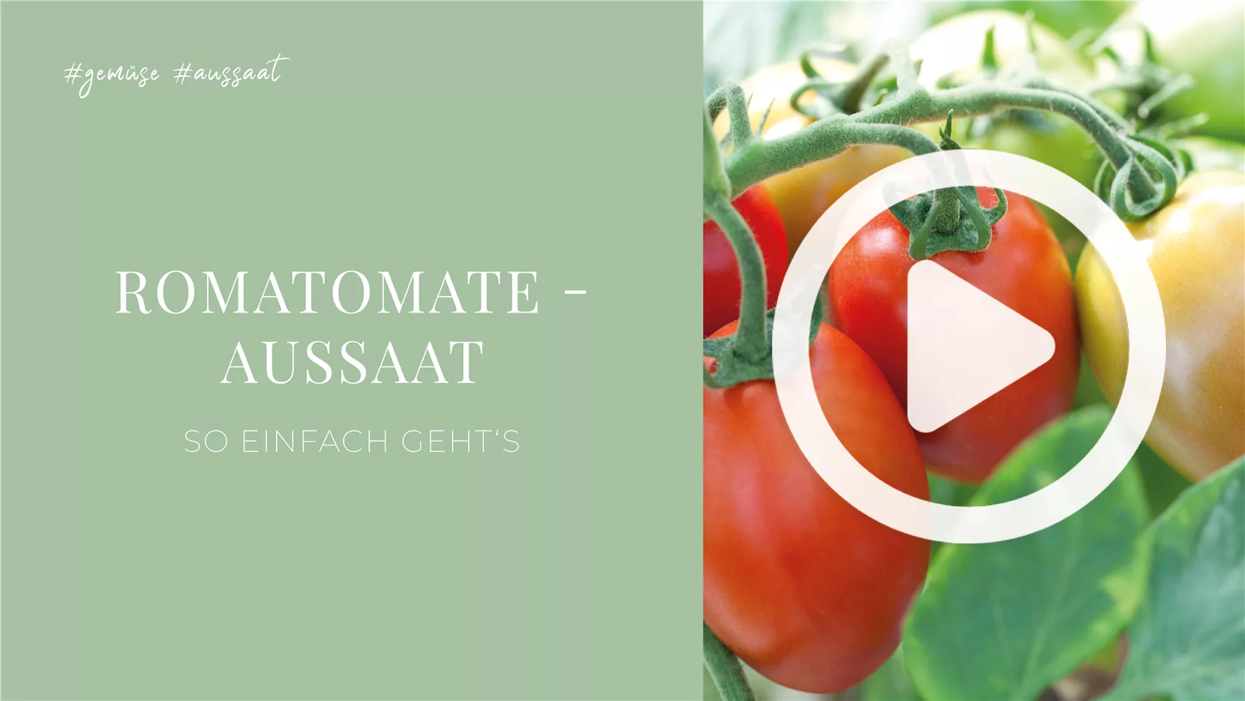 Romatomate - Aussaat