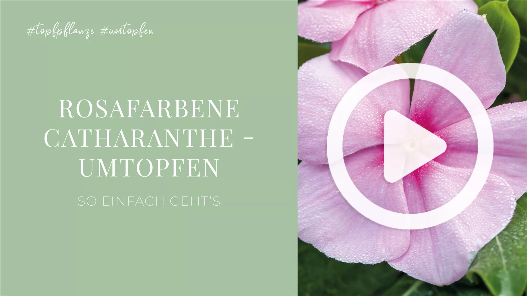 Rosafarbene Catharanthe - Umtopfen