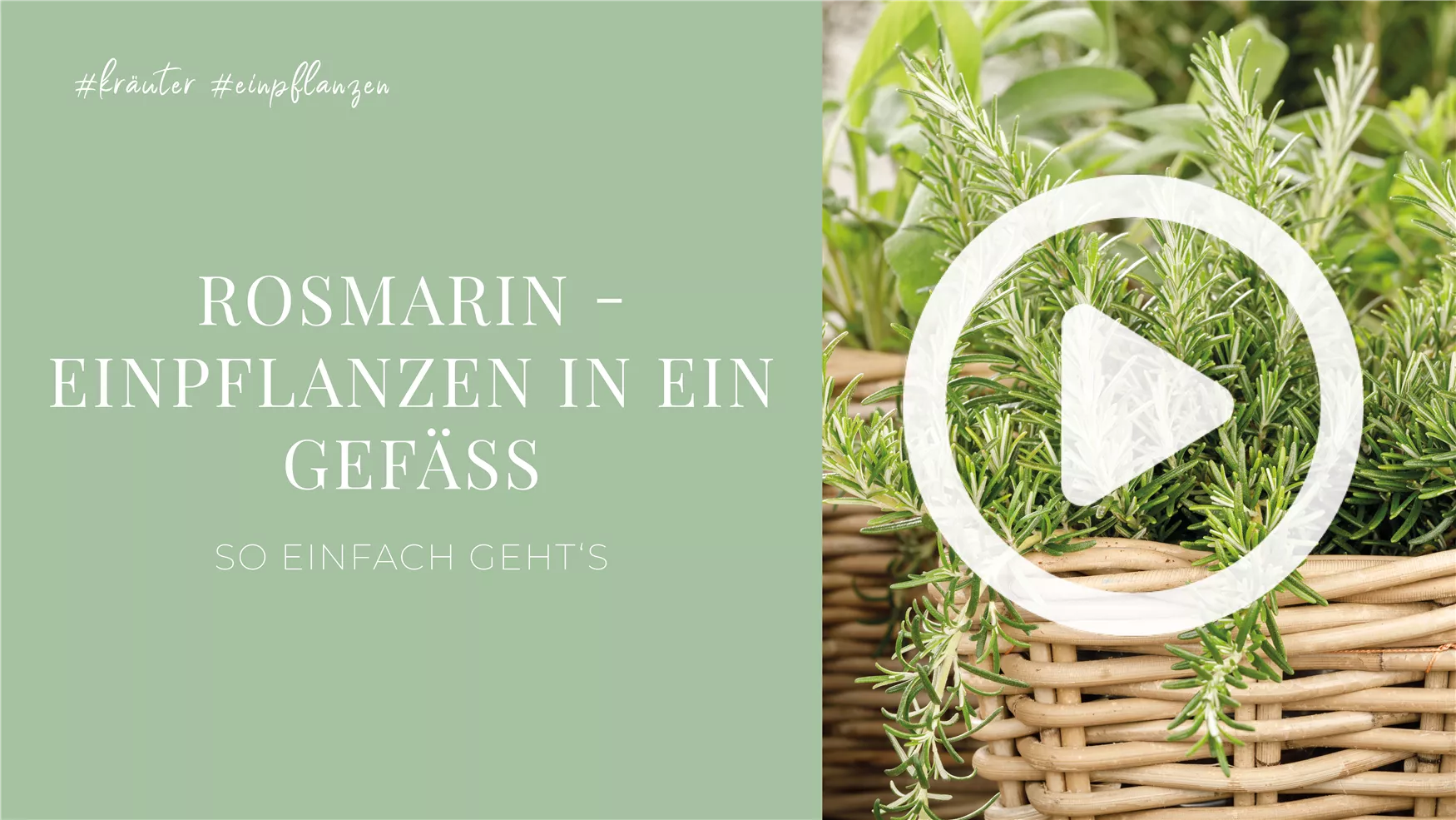 Rosmarin - Einpflanzen in ein Gefäß