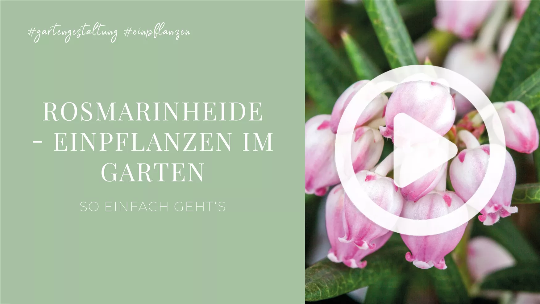 Rosmarinheide - Einpflanzen im Garten