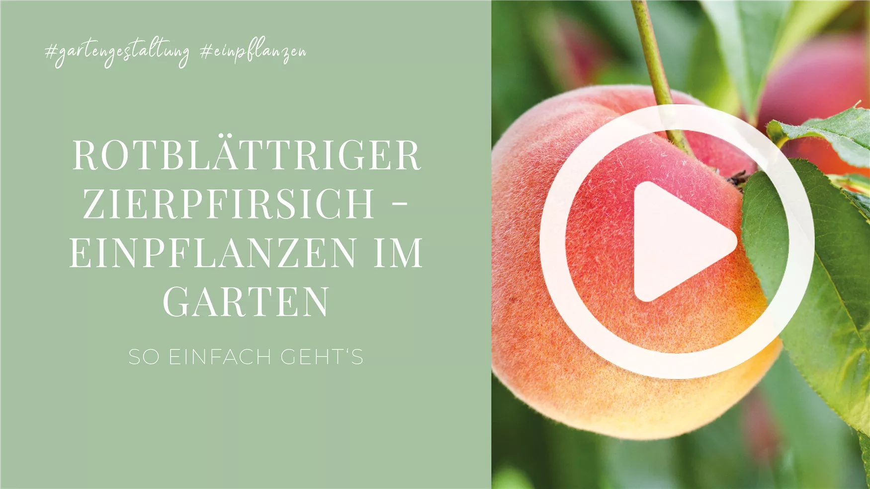 Rotblättriger Zierpfirsich - Einpflanzen im Garten