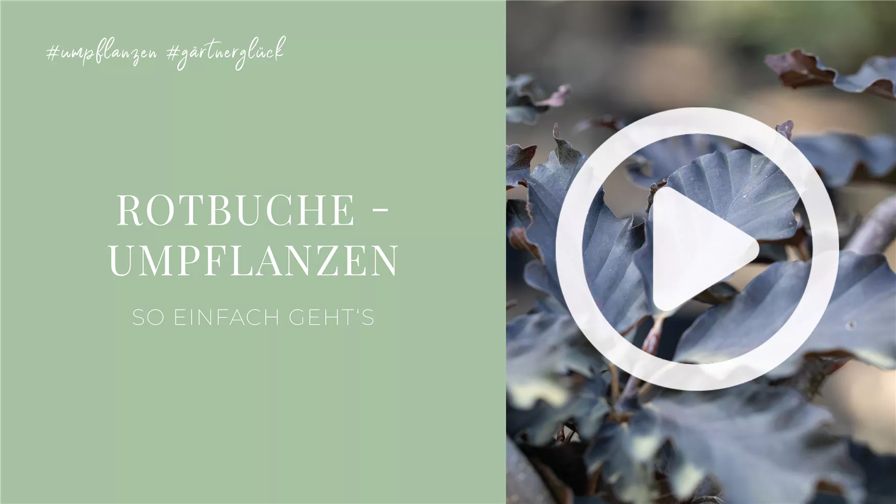 Rotbuche - Umpflanzen