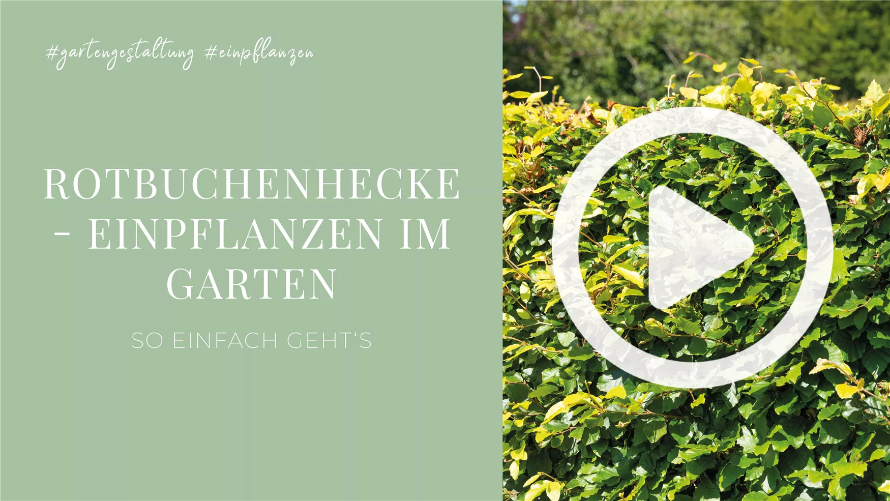 Rotbuchenhecke - Einpflanzen im Garten