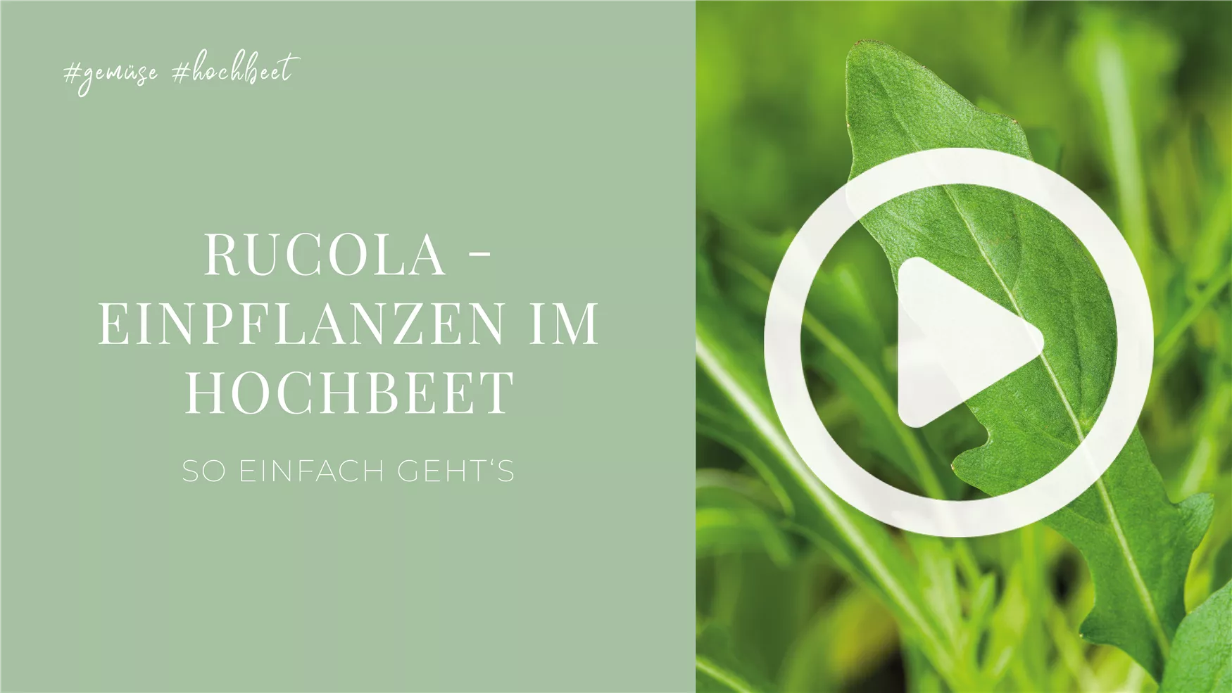 Rucola - Einpflanzen im Hochbeet