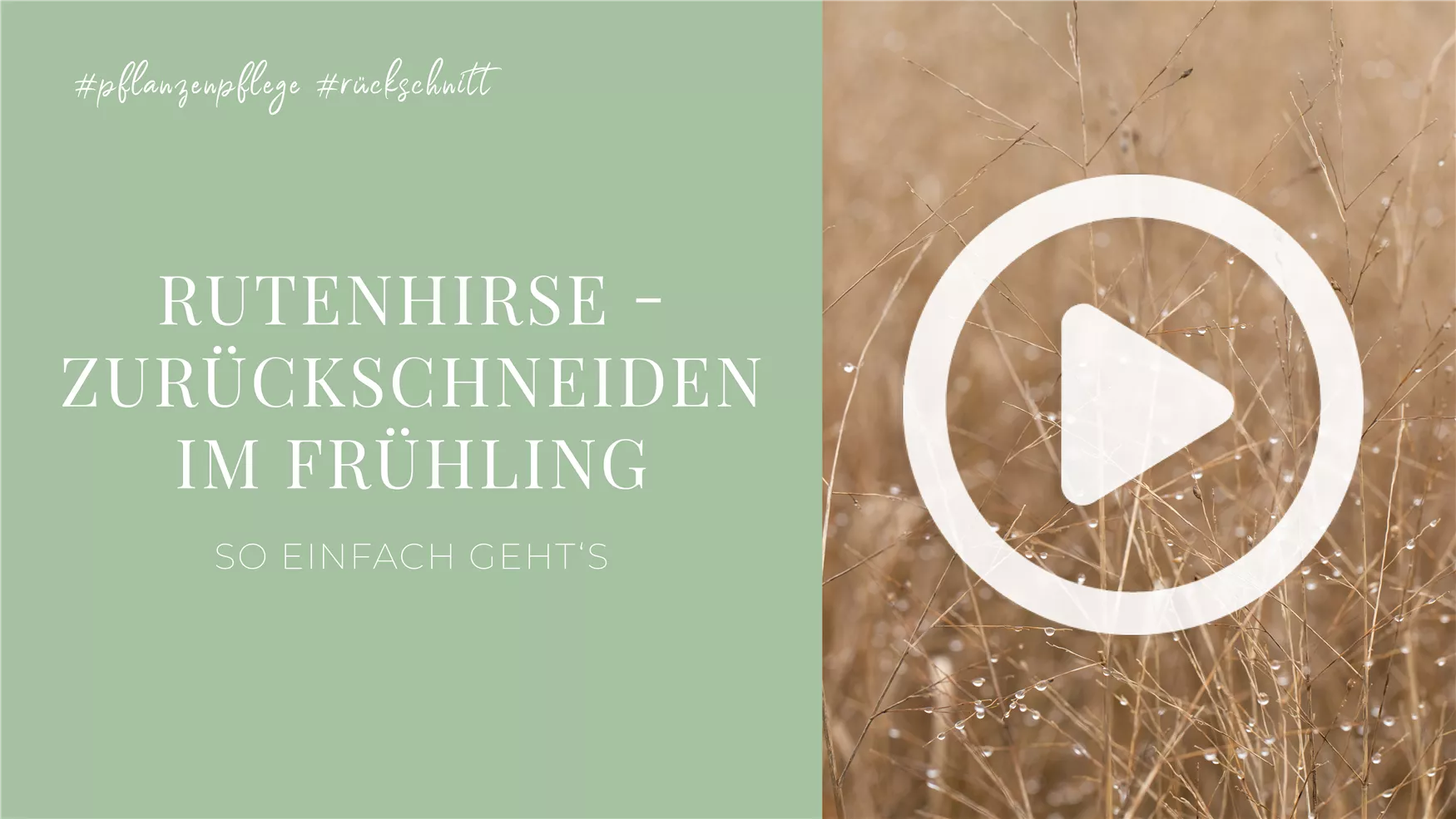 Rutenhirse - Zurückschneiden im Frühling