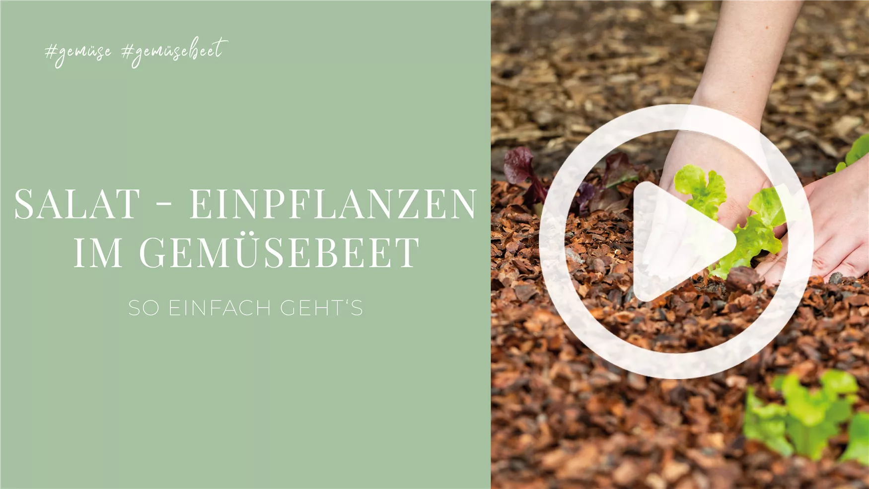 Salat - Einpflanzen im Gemüsebeet