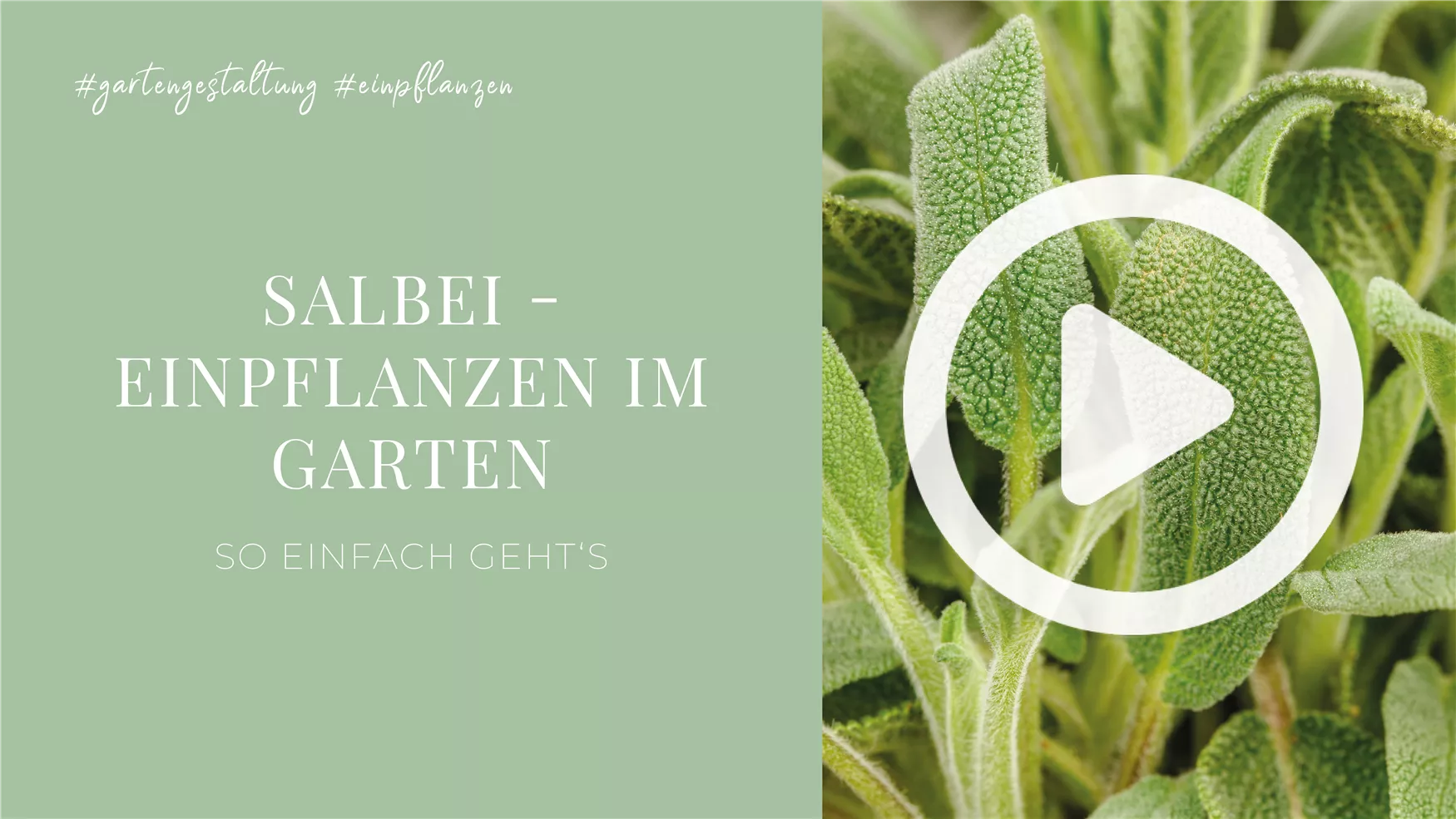 Salbei - Einpflanzen im Garten