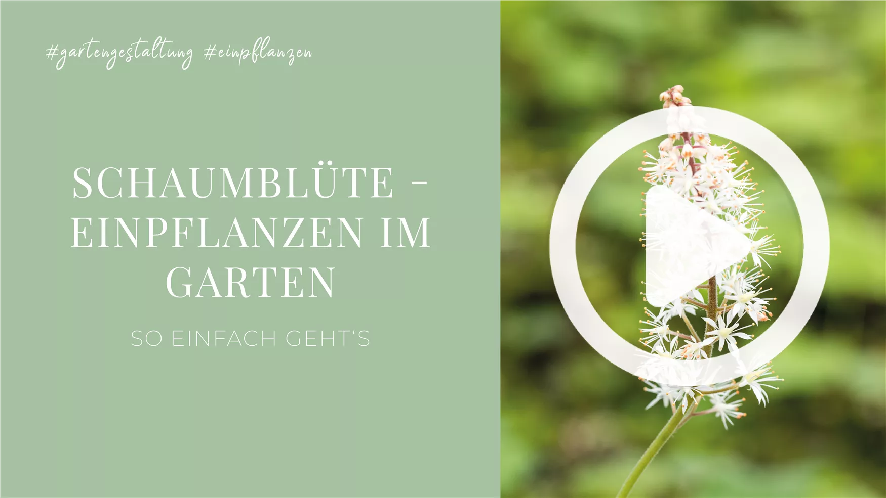 Schaumblüte - Einpflanzen im Garten