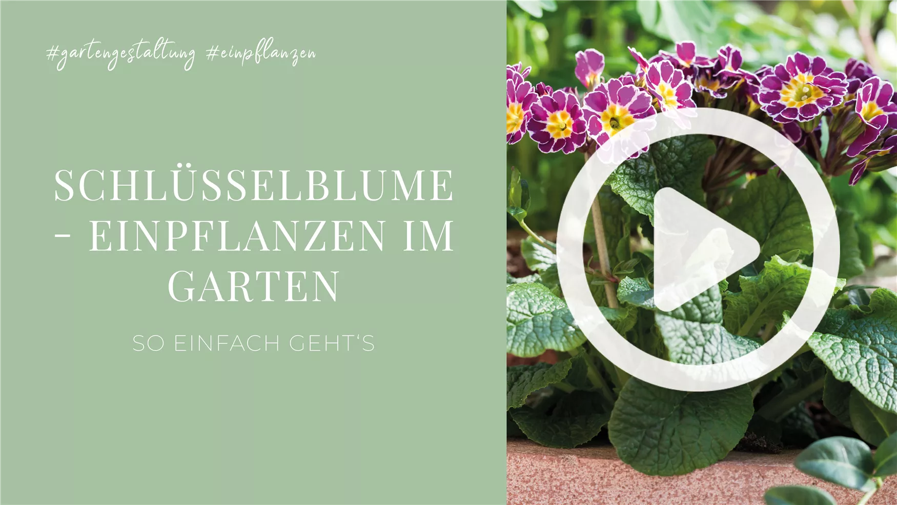 Schlüsselblume - Einpflanzen im Garten