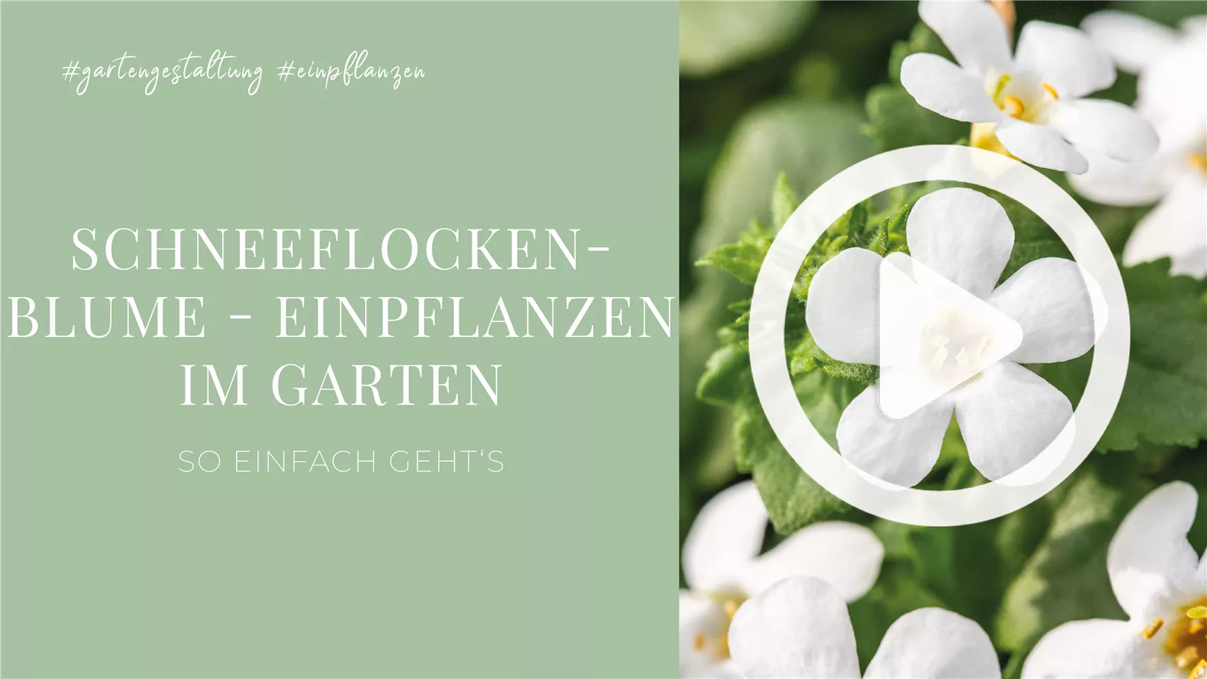 Schneeflockenblume - Einpflanzen im Garten