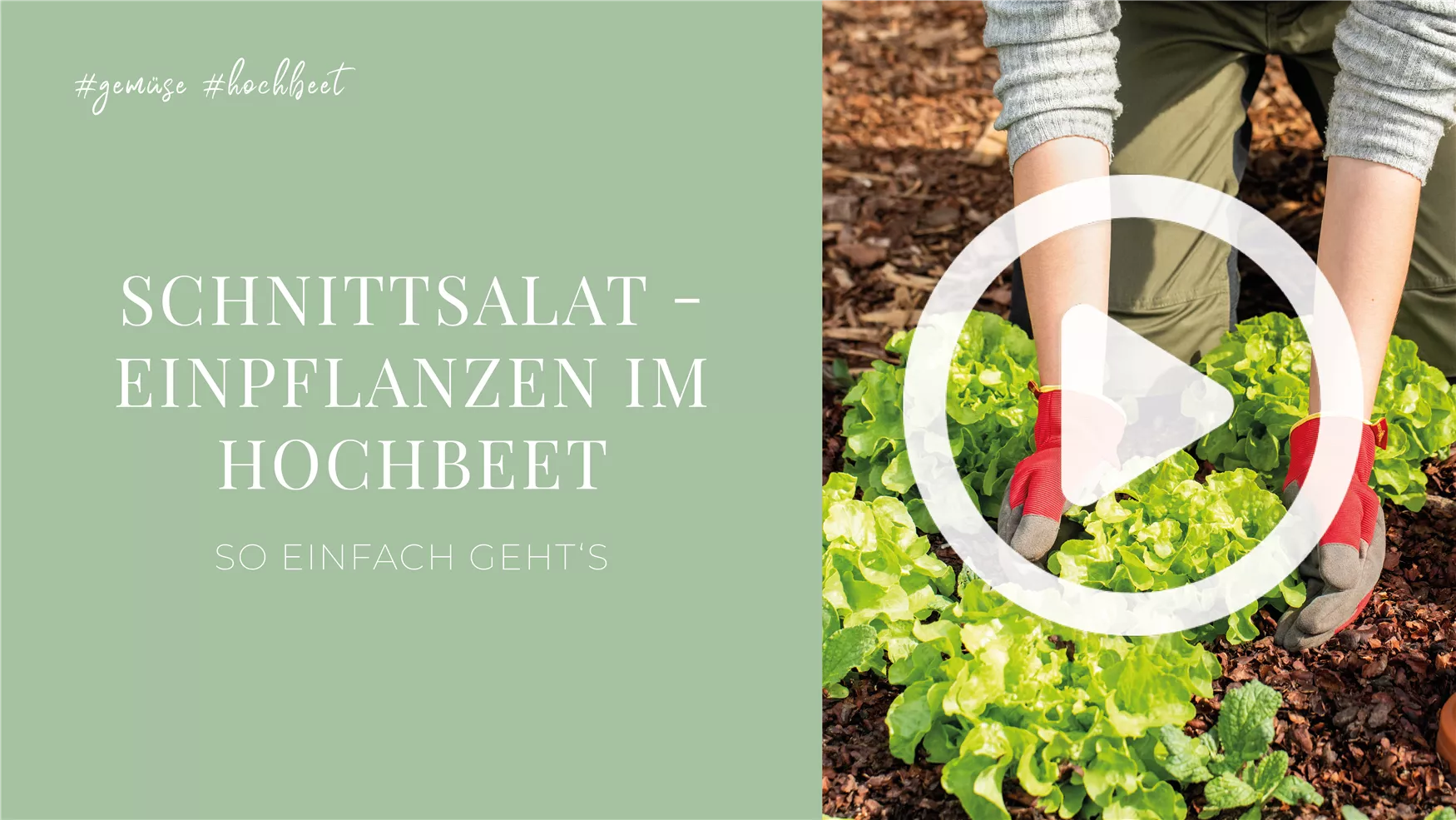 Schnittsalat - Einpflanzen im Hochbeet