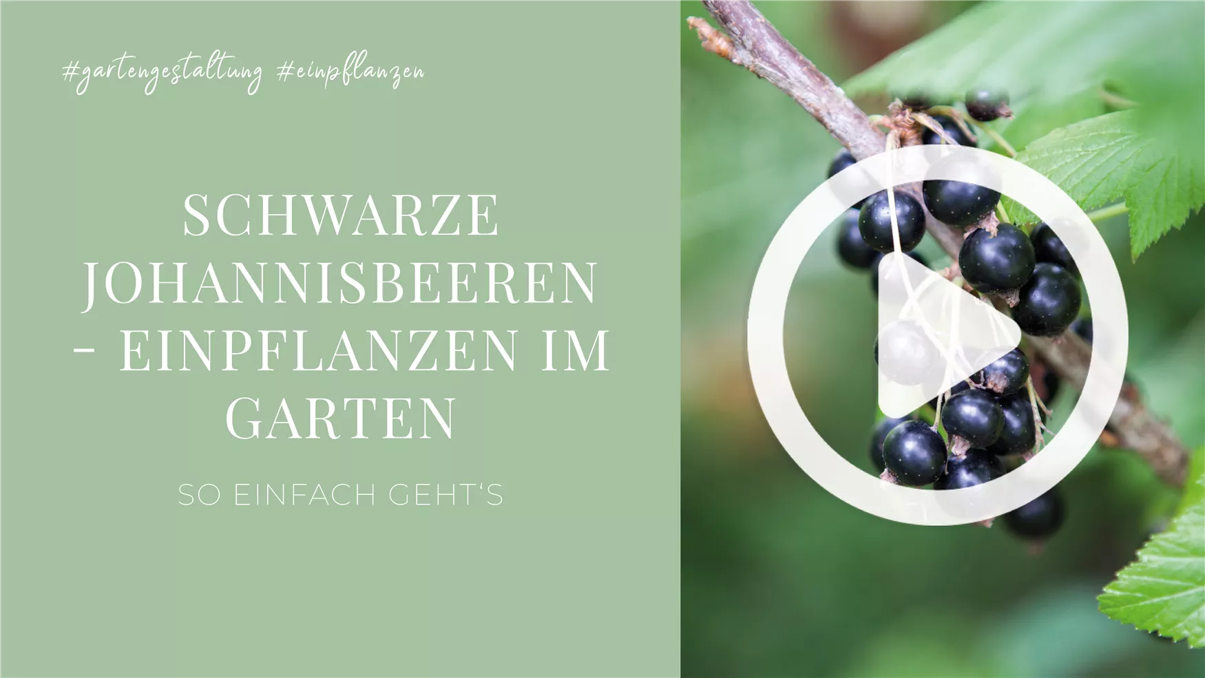 Schwarze Johannisbeeren - Einpflanzen im Garten