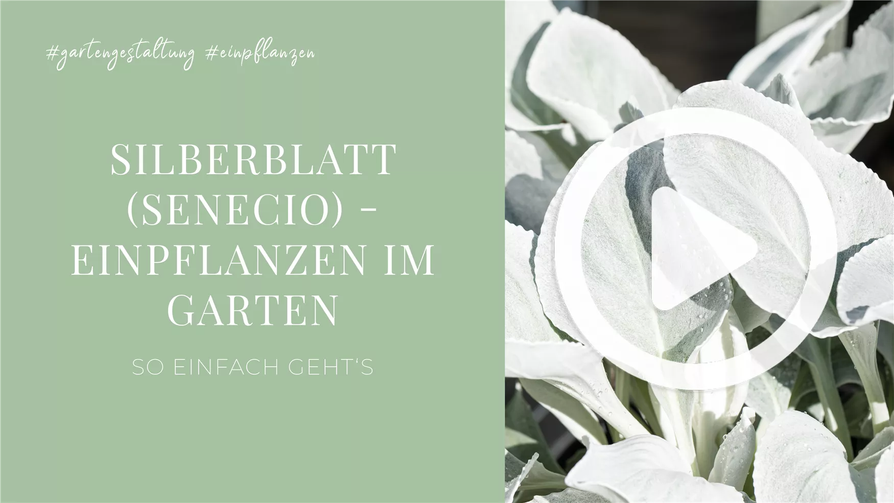 Silberblatt (Senecio) - Einpflanzen im Garten