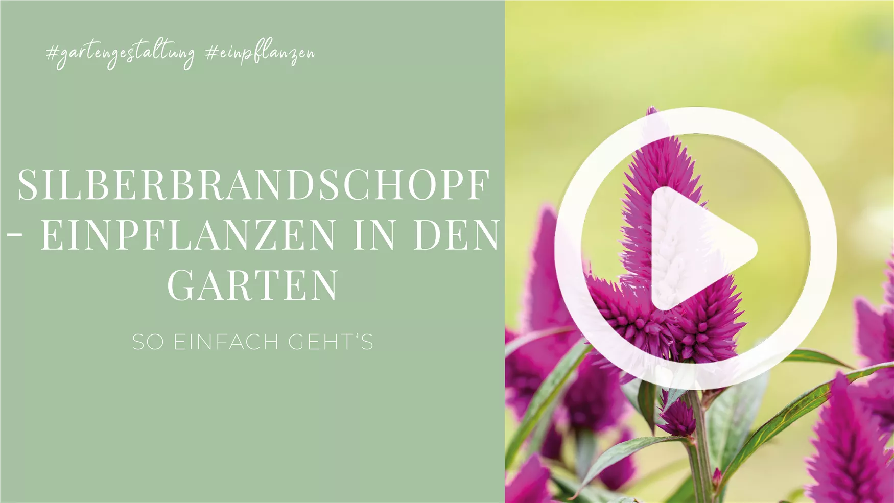 Silberbrandschopf - Einpflanzen in den Garten