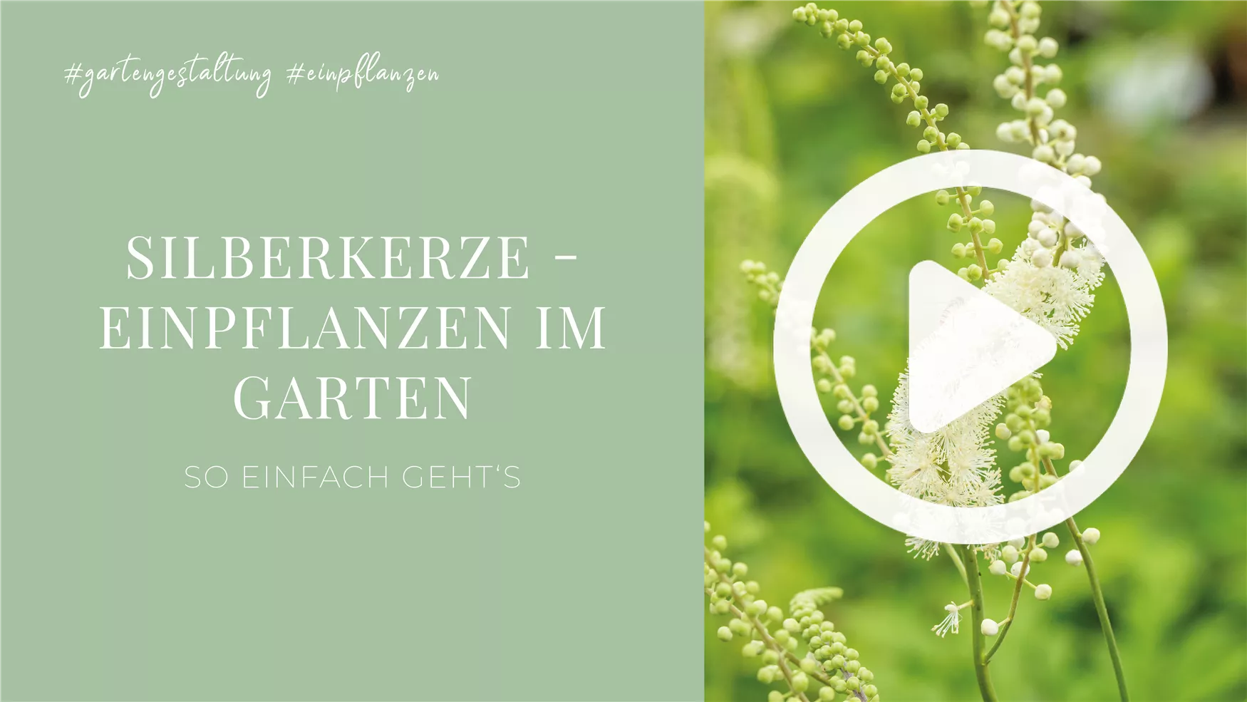 Silberkerze - Einpflanzen im Garten